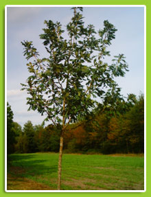 Quercus-frainetto
