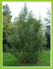 Quercus-kewensis