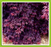 Acer-palmatum-'Bloodgood'