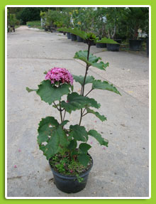Clerodendron-Bungei