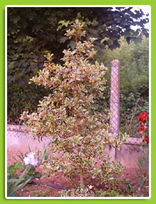 ILEX-aquifolium-Lawsonia