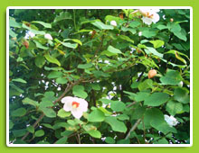 Magnolia-sieboldi
