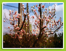 Magnolia-soulangeana