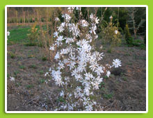 Magnolia-stellata-Royal-Star