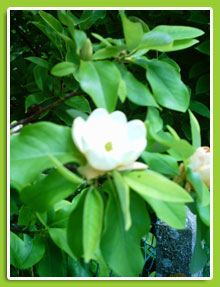 Magnolia-virginiana