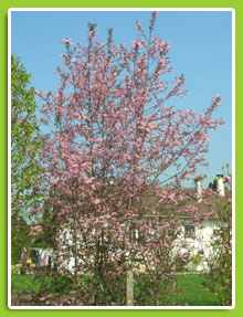Prunus-padus-Coloratus
