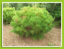 Pinus-densiflora-Umbraculifera