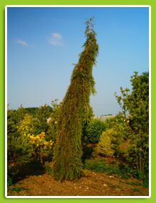 Sequoia-giganteum-Pendulum-(2)