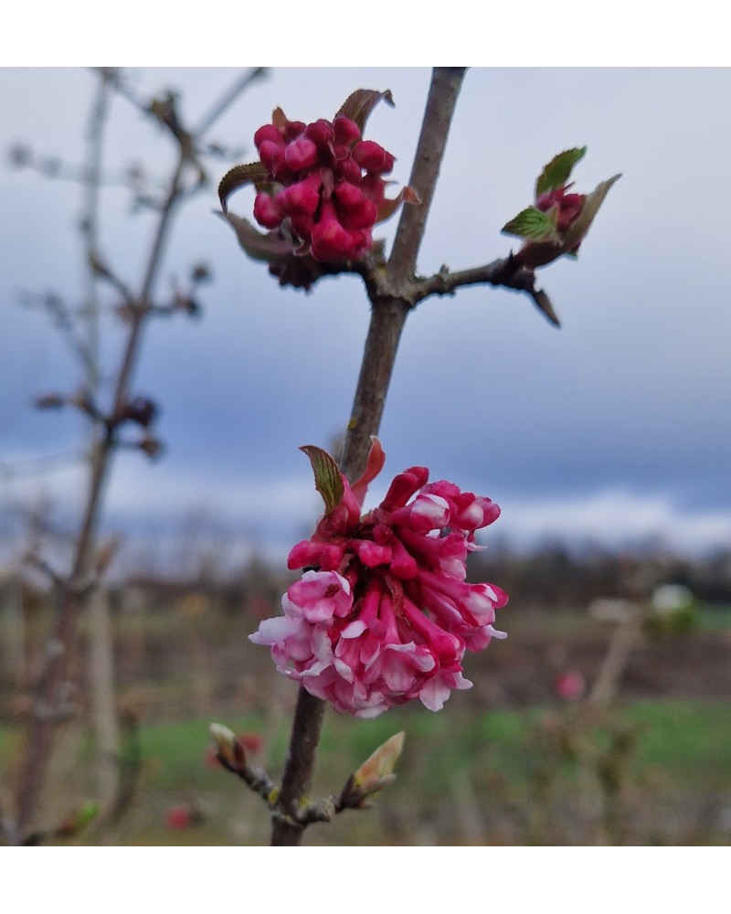 VIBURNUM bodnantense Dawn