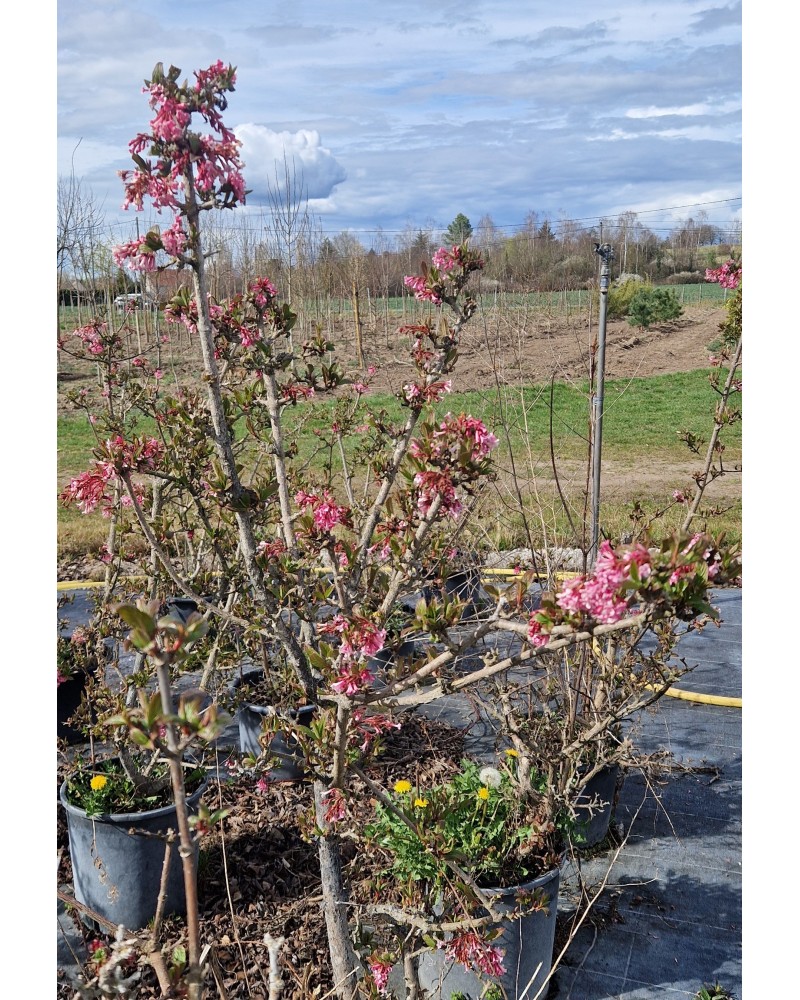 VIBURNUM bodnantense Dawn