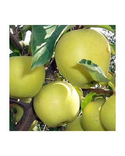 Pommier Golden Delicious