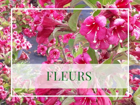 fleurs-pepinieres-garnier